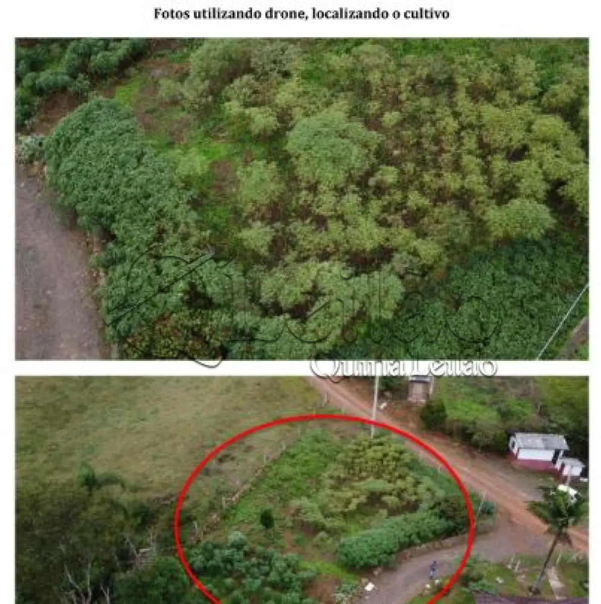 LOTE 001 - Imóvel rural com plantações e casa em alvenaria