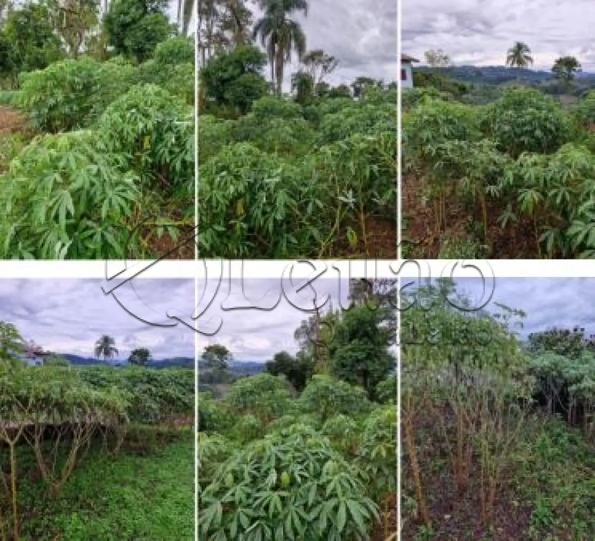 LOTE 001 - Imóvel rural com plantações e casa em alvenaria